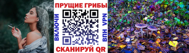 закладка  Динская  Псилоцибиновые грибы прущие грибы 